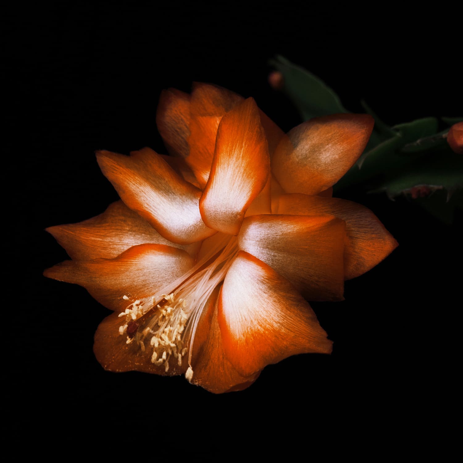 100 ml_6 SBY-36109_65239779_BYR-BLACK-SAFFRON-ABSOLU